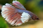 Аквариумска риба петел (betta splendens)