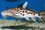 Аквариумска риба со сом synodontis