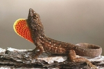 Кафеав анолис (anolis sagrei)