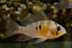 Апистограм на боливиска пеперутка (mikrogeophagus altispinosus)