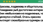 Барбус мутант - риба со необичен карактер