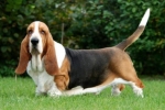 Basset hound: опис на расата