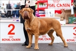 Dogue de bordeaux: карактеристики на расата