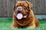 Dogue de bordeaux. Карактеристики на расата и почитување на стандардите