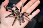 Brachypelma albopilosum: одржување на brachipelma spider albopilosum