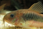 Бронзен коридор (corydoras aeneus)