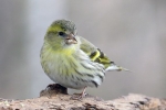 Сискин (лат. Carduelis spinus)