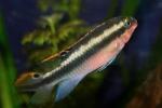 Циклиди од папагали (pelvicachromis pulcher)