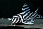 Hypancistrus zebra l046 - нумериран сом