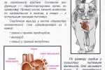 Hcm кај мачки: симптоми, третман