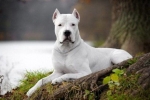 Dogo argentino: карактеристики на расата