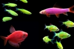 Glofish