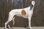 Greyhound