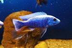 Хаплохромис џексон (sciaenochromis fryeri)