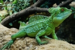 Гуштер трча на вода - шлем од базилиск (basiliscus plumifrons)