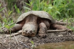 Желка што крцка (chelydra serpentina)