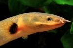 Kalamoicht calabar (erpetoichthys calabaricus)