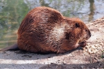 Канадски дабар (castor canadensis)