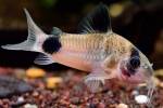 Коридор панда (corydoras panda)