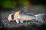 Коридори (corydoras) популарни видови