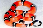 Кралска змија (lampropeltis)