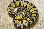 Royal python (python regius)